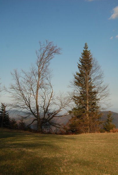 Almesbrunnberg, trees