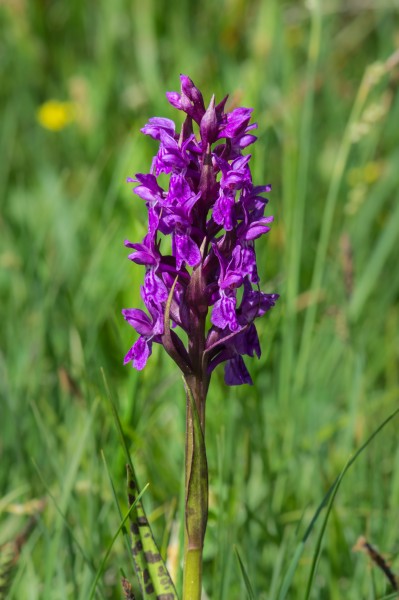 Dactylorhiza majalis Spechtensee 01