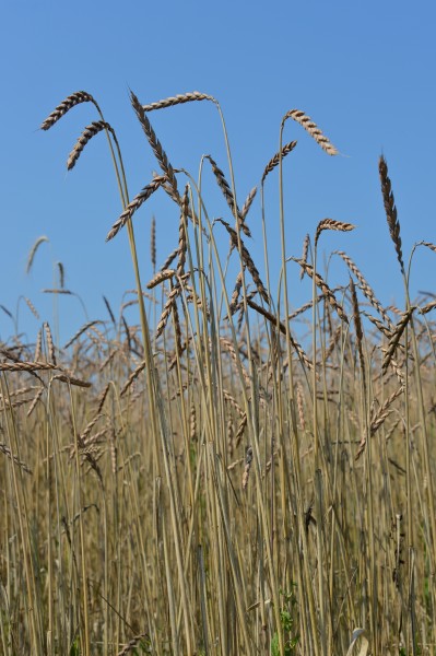 Dinkel-Feld von Ing Johannes Tomic 18072014 725