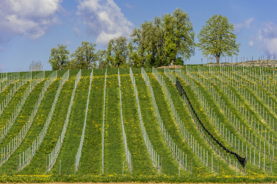 Feldkirchen Briefelsdorf 55 Weingut Winzerei Trippel 20042016 3076