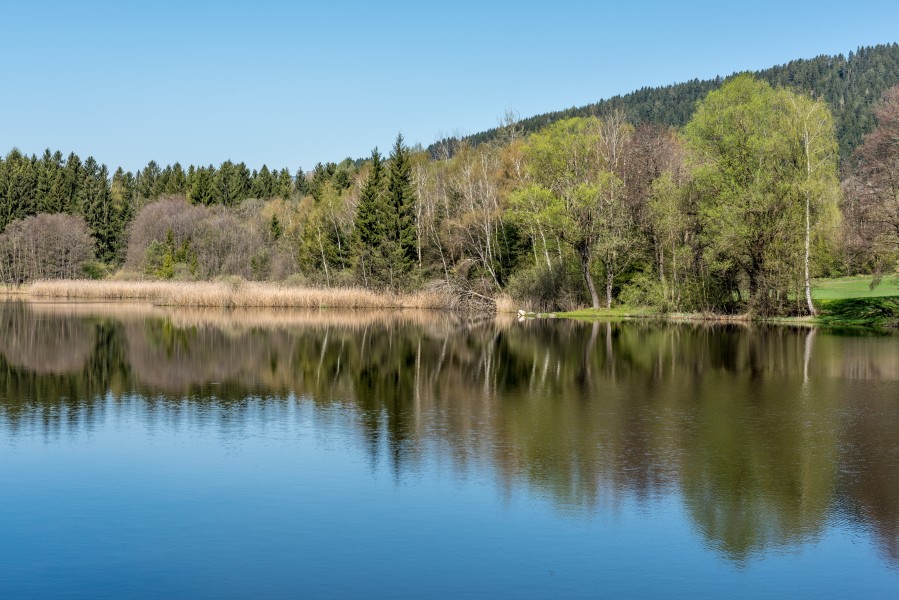 Feldkirchen Dietrichstein Dietrichsteiner See NW-Ufer 19042018 2987