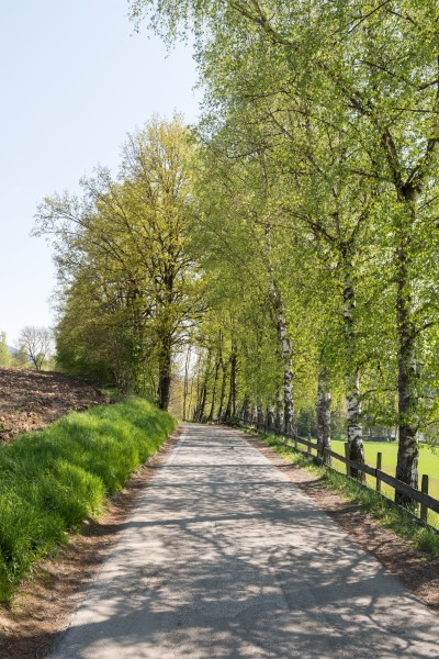Feldkirchen Maltschach Mattersdorfer Weg Birken-Allee 20042016 1603