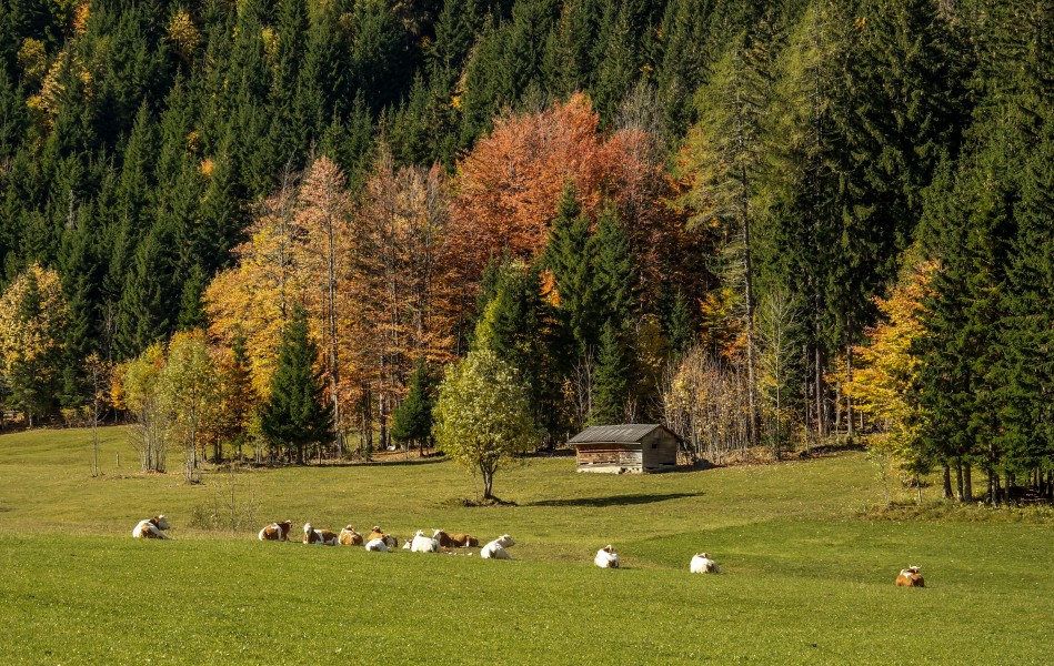 Ferlach Bodental Bodenbauer Weide und Wald 16102013 08983