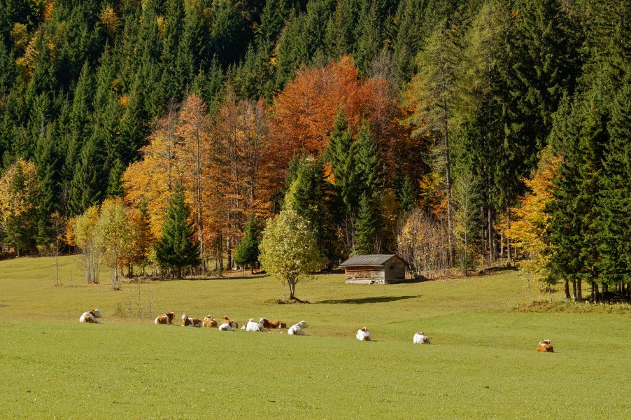 Ferlach Bodental Bodenbauer Weide und Wald 16102013 985