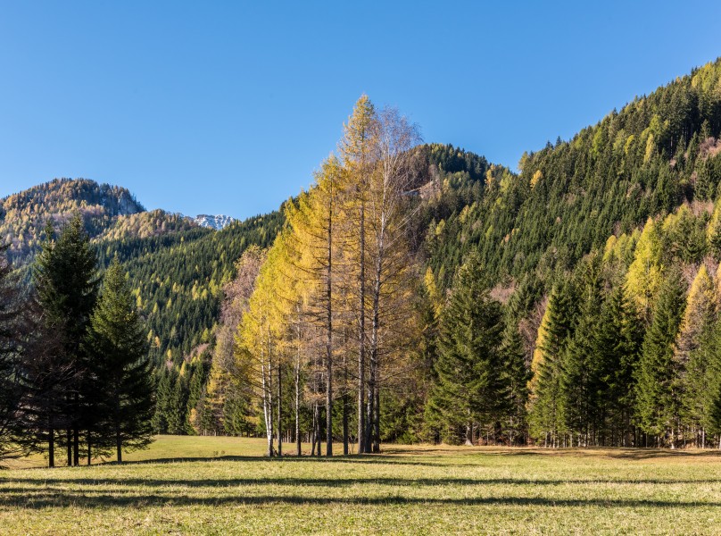 Ferlach Bodental Waldwiese Birken und Lärchen 24102017 1726