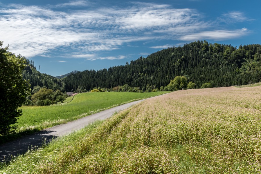 Frauenstein Pfannhof Spitz Buchweizenfeld 14082017 0345