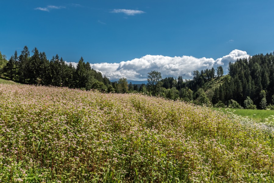 Frauenstein Pfannhof Spitz Buchweizenfeld 14082017 0347