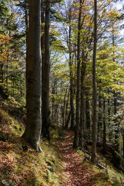 Hainfeld Kirchberg Wanderweg 01