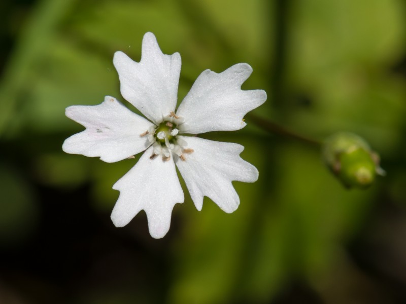 Heliosperma alpestre Ötschergräben 01