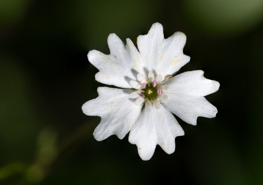 Heliosperma alpestre Ötschergräben 02