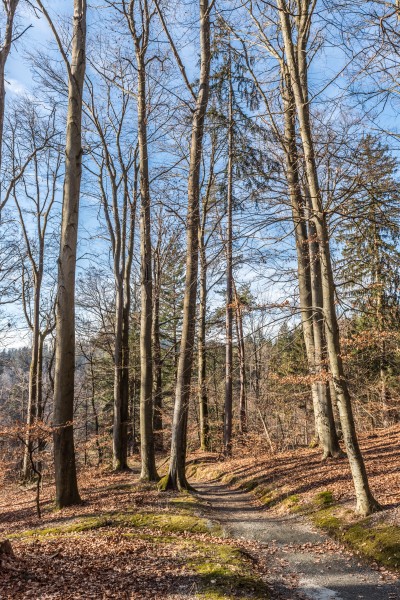 Klagenfurt Villacher Vorstadt Kreuzbergl Waldweg mit Buchen 2501201 2415