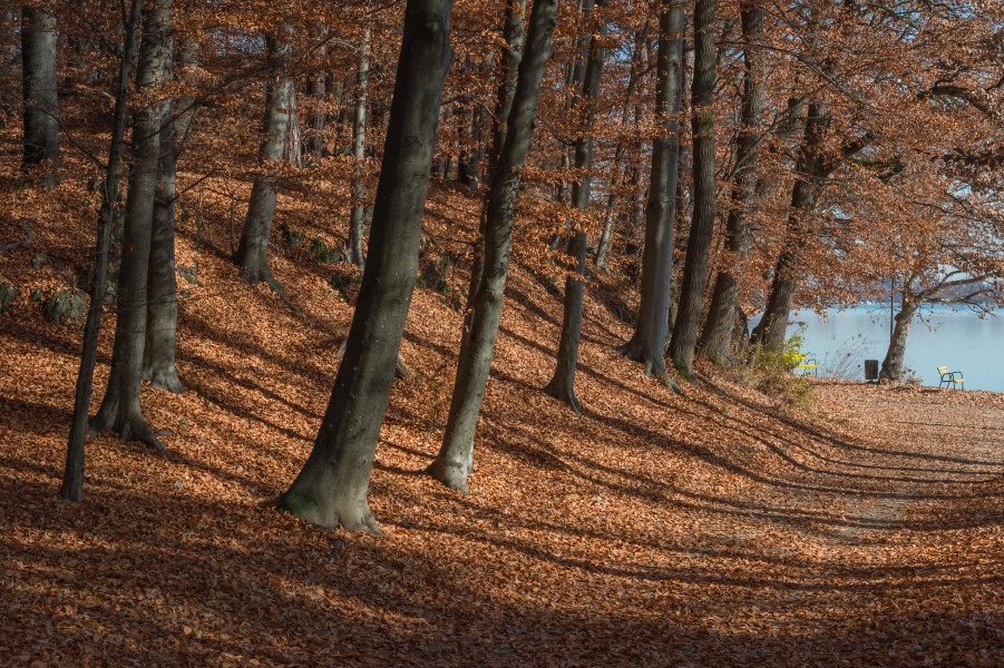 Krumpendorf Strandpromenade Buchenwald 11102015 2366