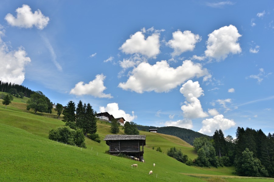 Lesachtal Tscheltsch 4 Joehrerhof weidende Schafe 16072014 638