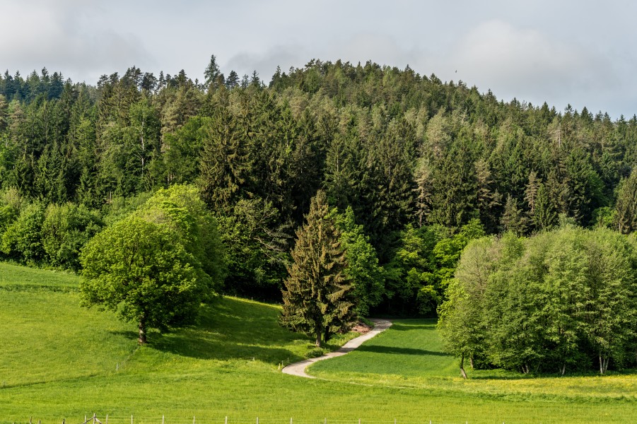 Moosburg Hohenfeld Wiesen-und Wald-Landschaft 07052018 5834