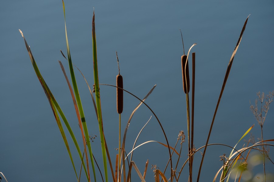 Moosburg Mitterteich Rohrkolben 02112014 551
