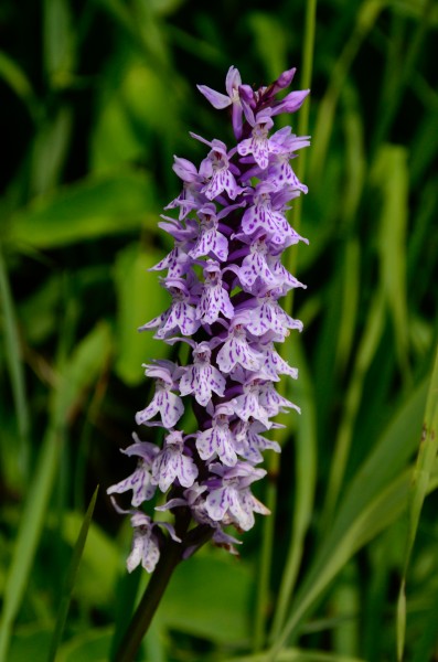 Mussen-Wanderweg Dactylorhiza maculata 16072014 419