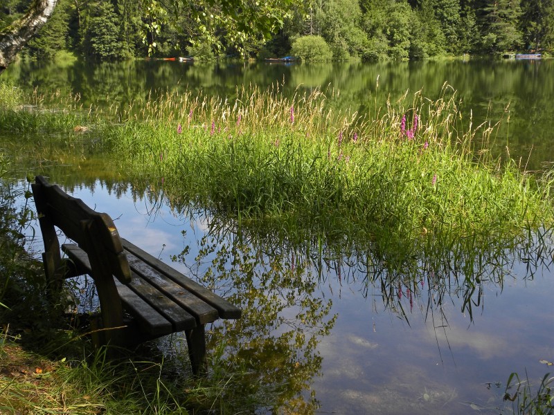 Naturpark Ötscher-Tormäuer - Bank beim Erlauf-Stausee