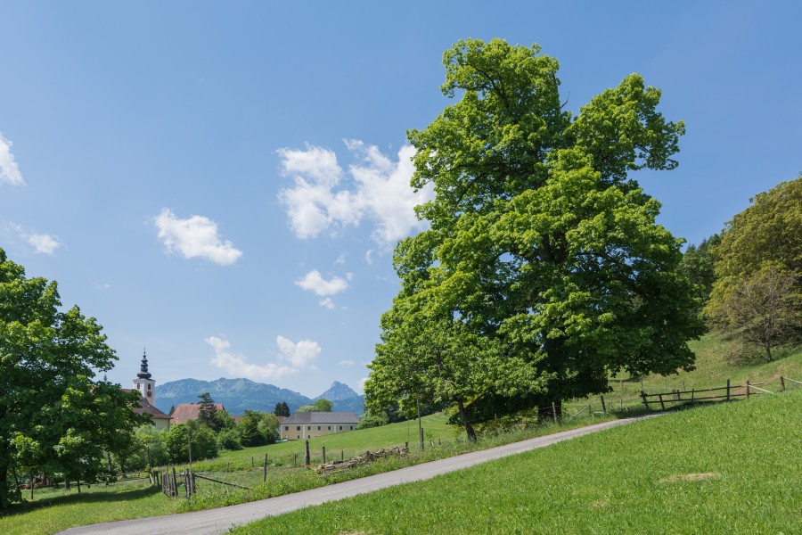 NDOÖ 144 Kirchenbauerlinde Viechtwang Scharnstein-3823