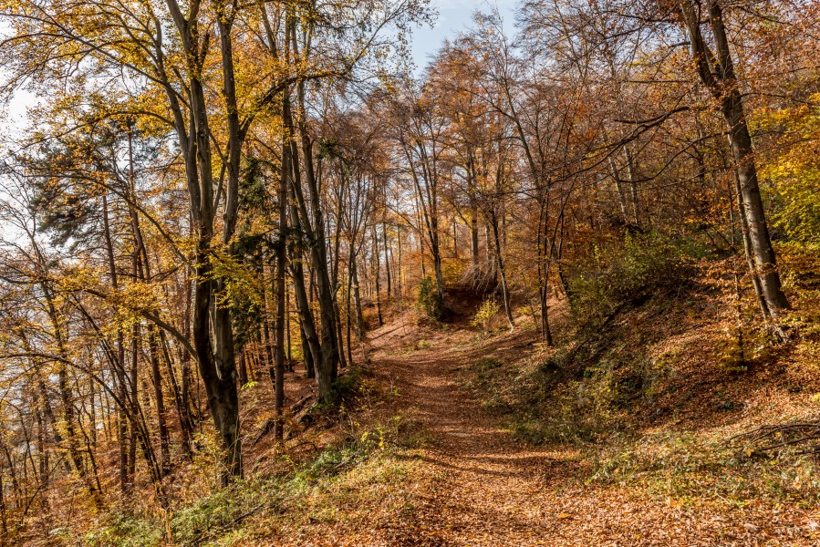 Pörtschach Glorietteweg Buchenwald 05112017 1909