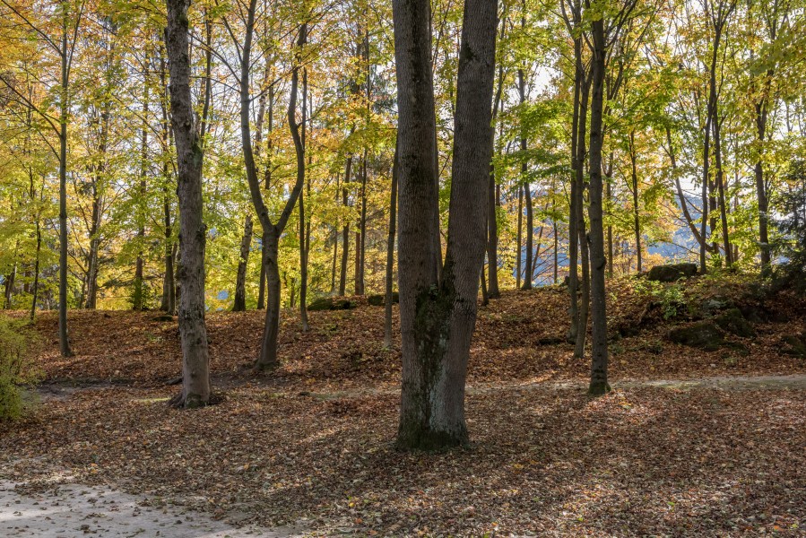 Pörtschach Halbinsel Buchenwald an Promenade 28102017 1763