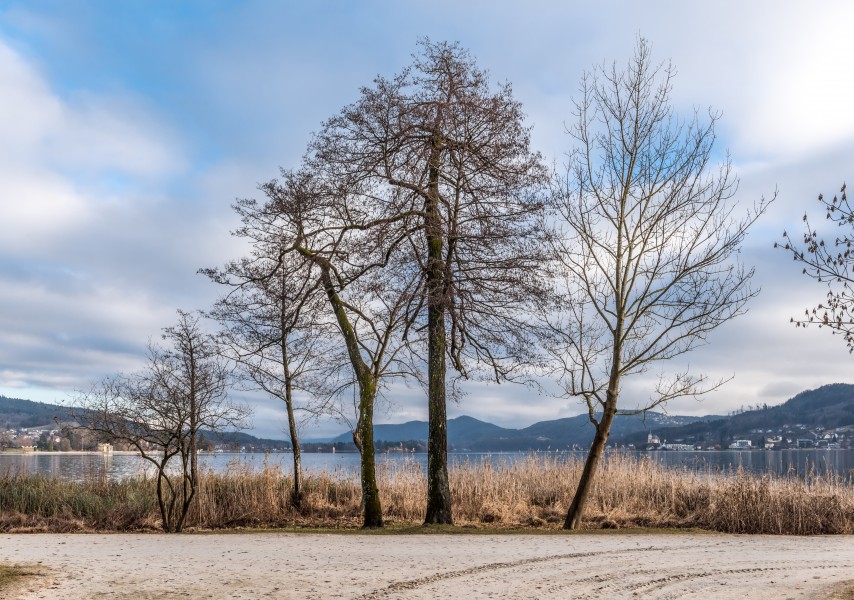 Pörtschach Halbinselpromenade Erlen und Ahorn 10012018 2232