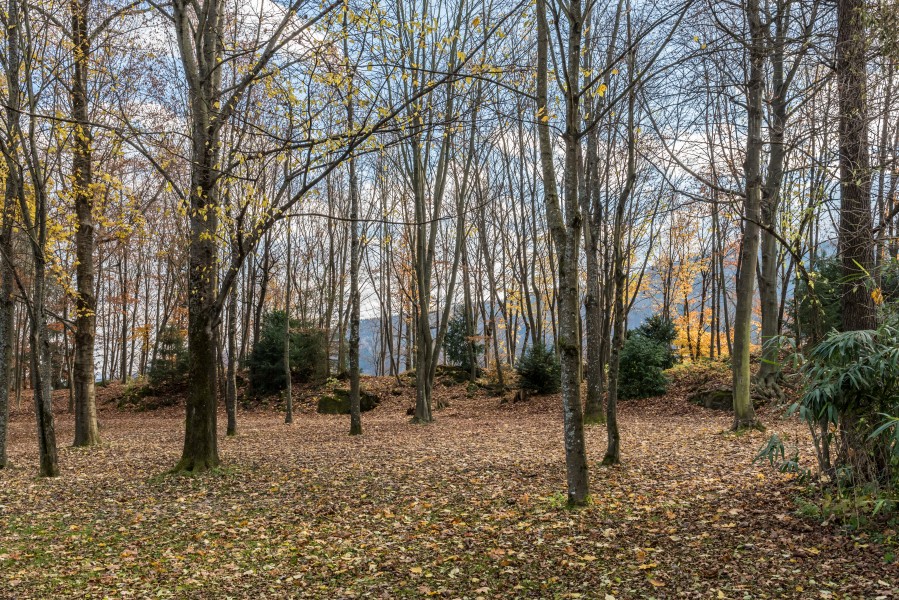Pörtschach Halbinselpromenade Landspitz Buchenhain Herbstlaub 19112017 2024