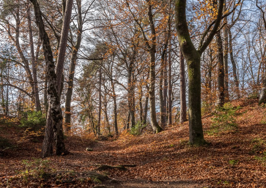Pörtschach Niedere Gloriette Waldwanderweg 05112017 1885