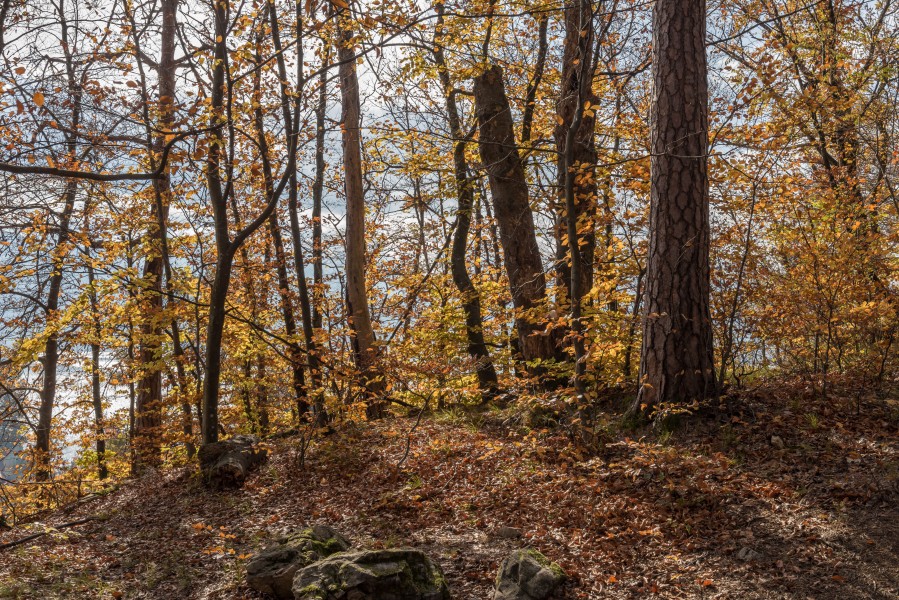 Pörtschach Niedere Gloriette Waldwanderweg 05112017 1886