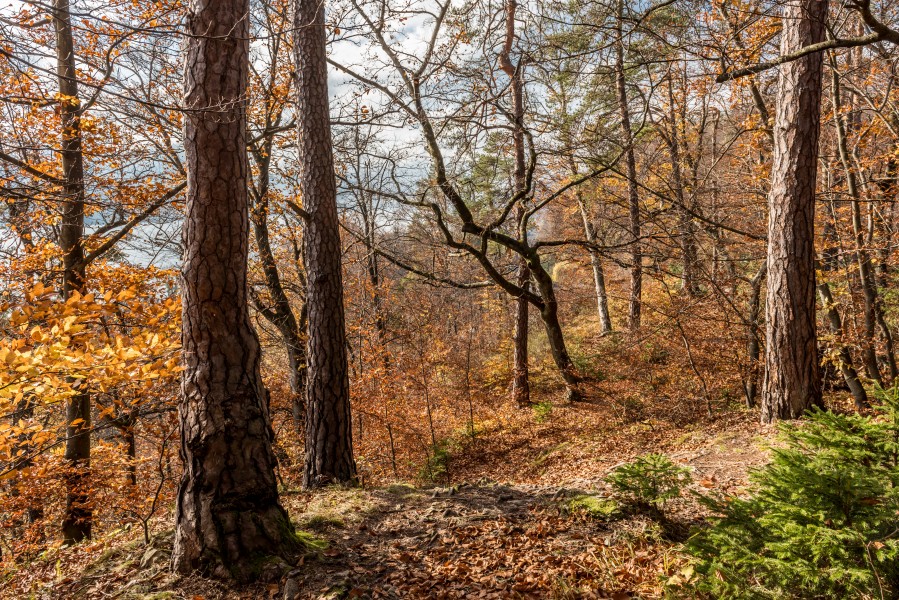 Pörtschach Niedere Gloriette Waldwanderweg 05112017 1893