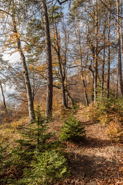 Pörtschach Niedere Gloriette Waldwanderweg 05112017 1894