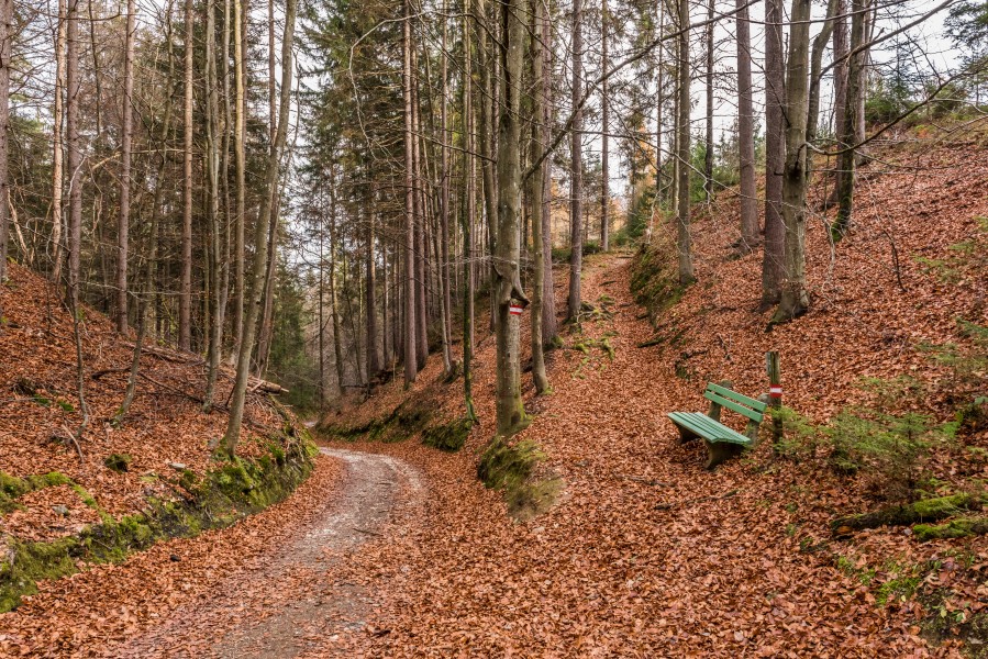 Pörtschach Winklern kleiner Gaisrücken Waldwanderwege 12112017 1966