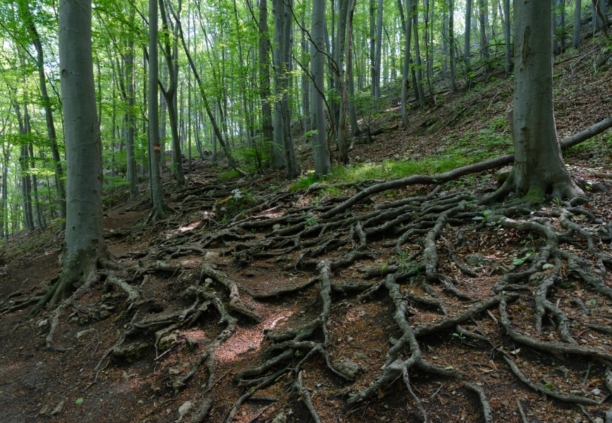 Peilstein Wanderweg 20160507 01