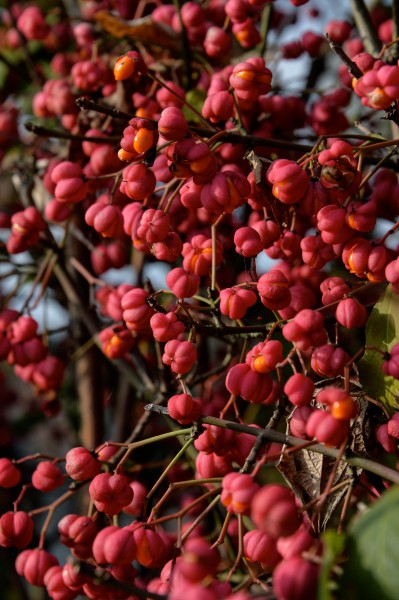 Poertschach 10 Oktober Strasse Euonymus europaeus 05102014 475