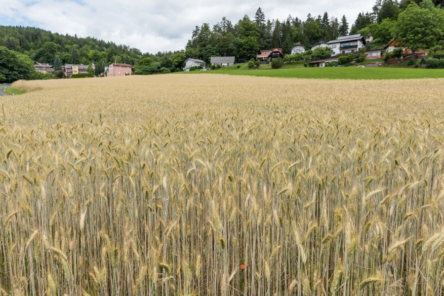 Poertschach Almweg Gerstenfeld 21062015 5044