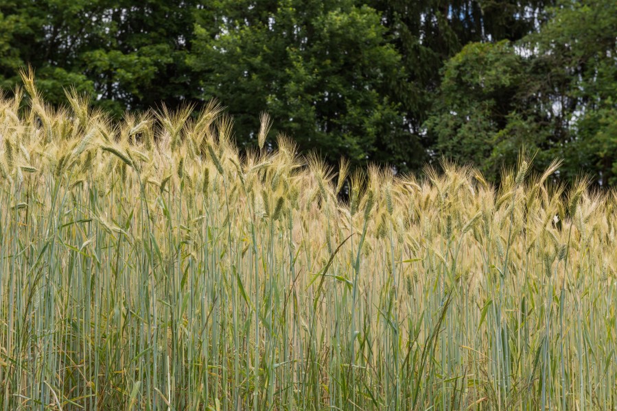 Poertschach Almweg Gerstenfeld 21062015 5047