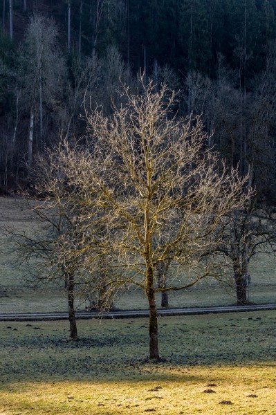 Poertschach Gaisrueckenstrasse Am Kåte Nussbaum 10032017 4870