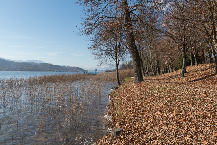 Poertschach Halbinselpromenade Herbstlaub 13112015 8985