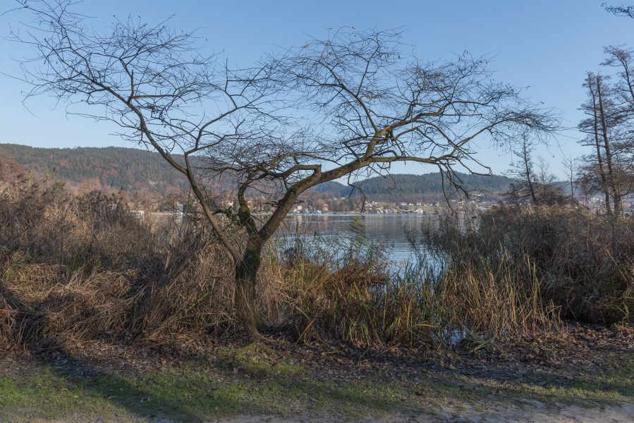 Poertschach Halbinselpromenade Salix caprea 28112015 9283