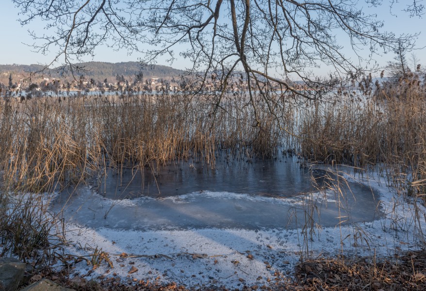 Poertschach Halbinselpromenade Uferzone mit Schilfrohr 11012017 6031