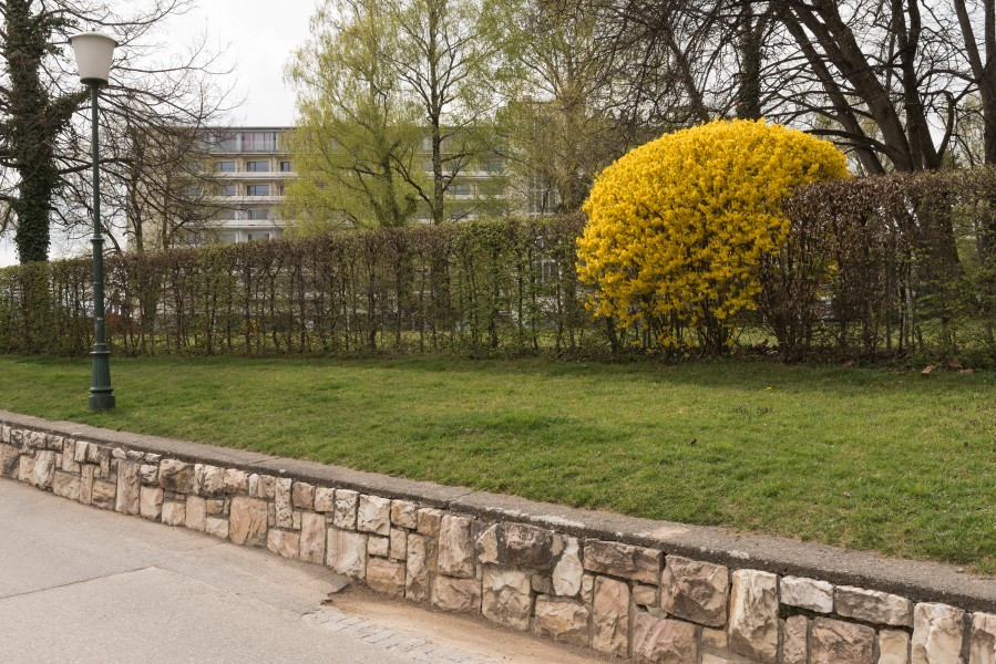 Poertschach Hans-Pruscha-Weg 5 Forsythien in Bluete 07042016 1211