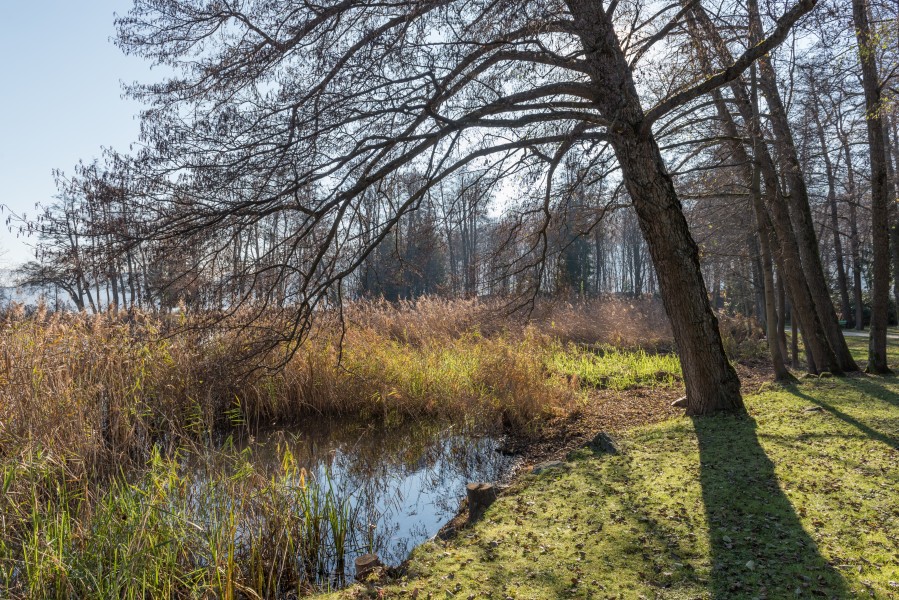 Poertschach Hans-Pruscha-Weg Erlen am Seeufer 28112015 9279
