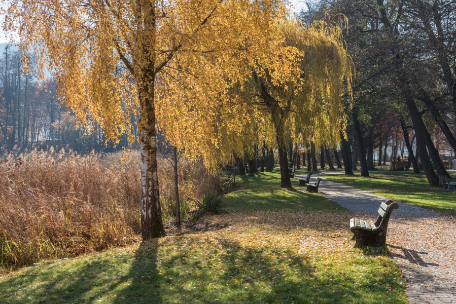 Poertschach Hans-Pruscha-Weg Parkbaeume und Schilfguertel 13112015 8967