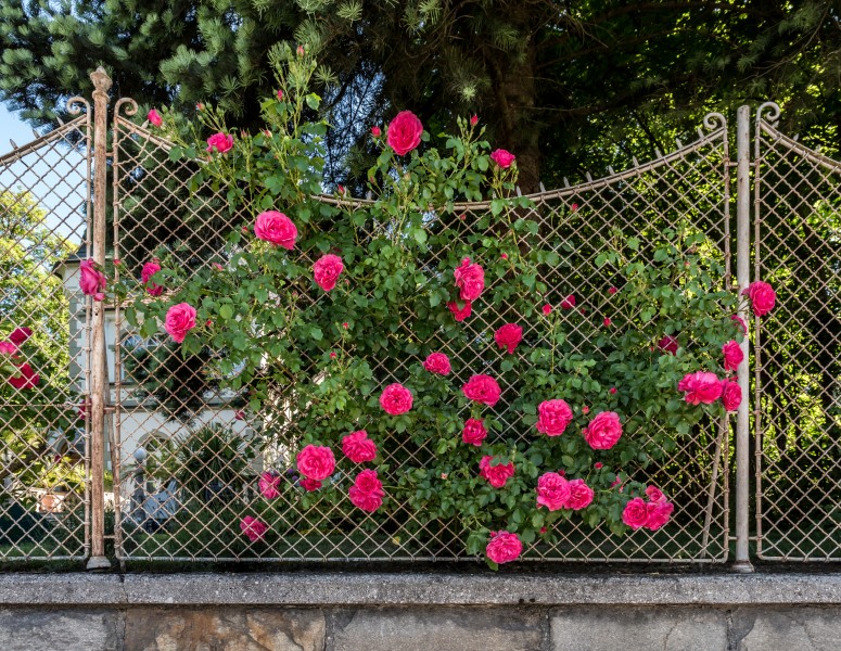Poertschach Hauptstrasse 102 Lieleg-Schloessl Gartenzaun Rosen 27052017 8804