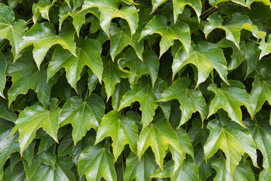 Poertschach Hauptstrasse Parthenocissus tricuspidata Blattwerk 04062015 4423