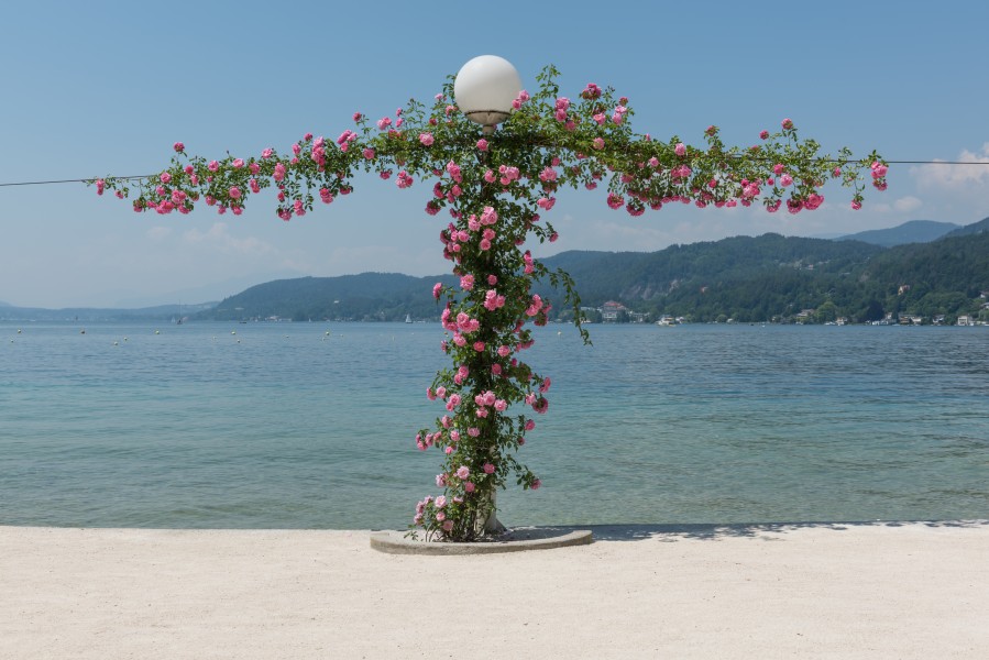 Poertschach Johannes-Brahms-Promenade Kletterrosen 06062015 4516