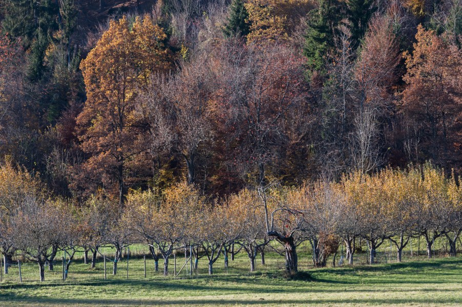 Poertschach Winklern Am Kåte Obstbaumkultur 05112015 2227