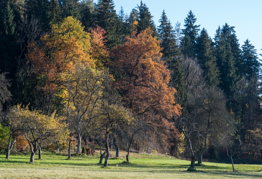 Poertschach Winklern Am Kåte Streuobstwiese 05112015 2229