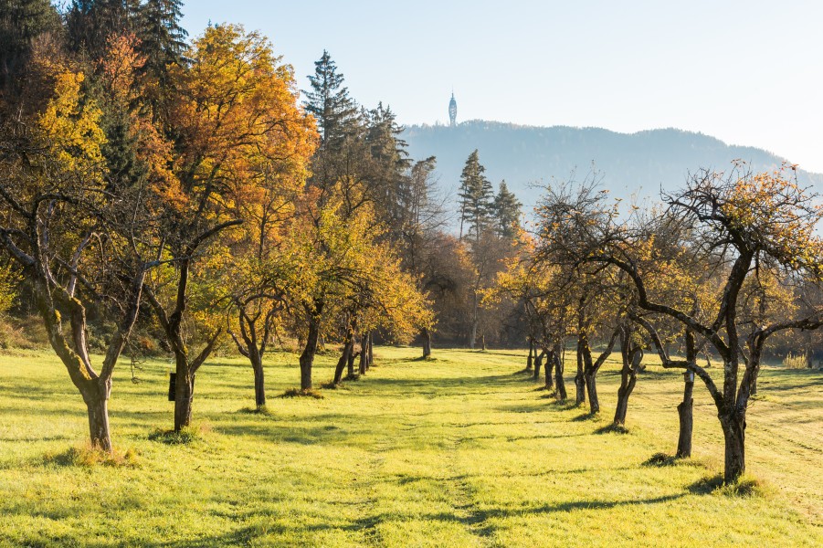 Poertschach Winklern Am Kåte Streuobstwiese und Pyramidenkogel 05112015 2245