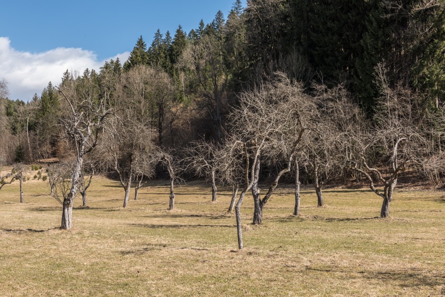 Poertschach Winklern Gaisrueckenstrasse Streuobstwiese Am Kåte 12032017 6536