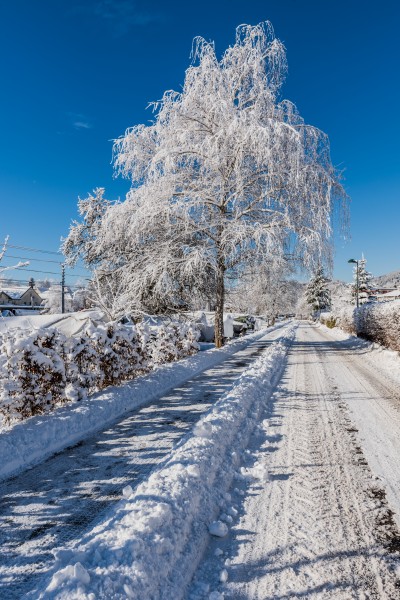 Poertschach Zehnte Oktober Strasse winterliche Birke 14012017 6036